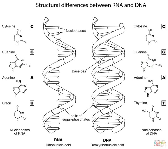 Dna helix double worksheet structure coloring replication worksheets key biology pdf color scientific experiments method choose board