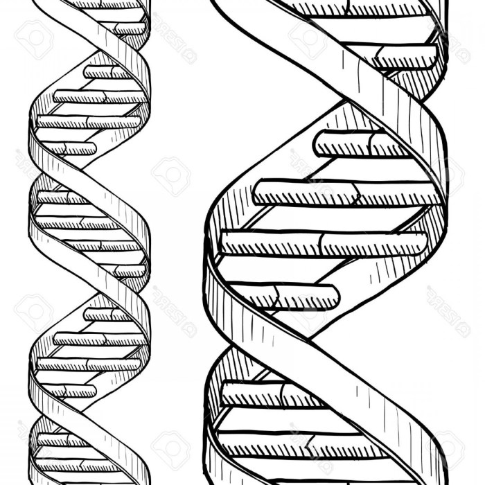 Dna double helix coloring worksheet