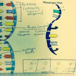 Dna double helix coloring worksheet