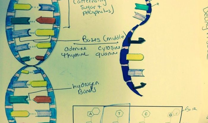 Dna double helix coloring worksheet