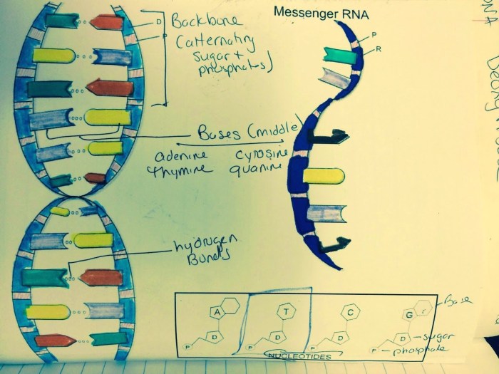 Dna double helix coloring worksheet