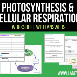 Photosynthesis and respiration worksheet answer key