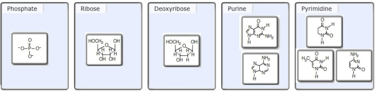 Nucleotide blocks transcribed