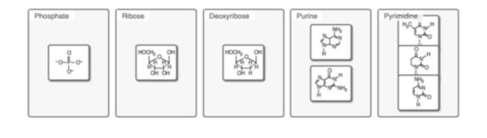 Sort these nucleotide building blocks by their name or classification.