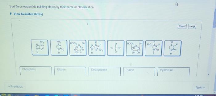 Sort these nucleotide building blocks by their name or classification.