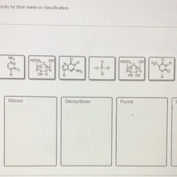 Pair nucleotides dna thymine structure replication pairs adenine pyrimidine label exam chs machinery guanine always way cytosine replicating amp purine