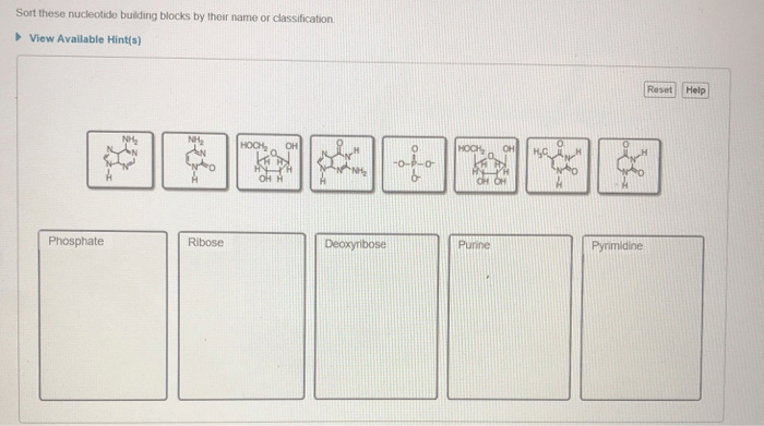 Pair nucleotides dna thymine structure replication pairs adenine pyrimidine label exam chs machinery guanine always way cytosine replicating amp purine